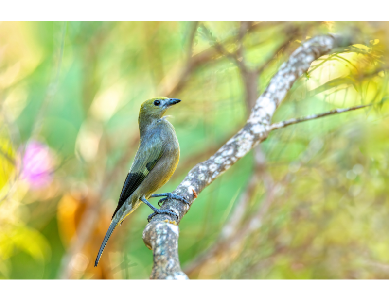 El Tour de los Cantos - Avistamientos de Aves