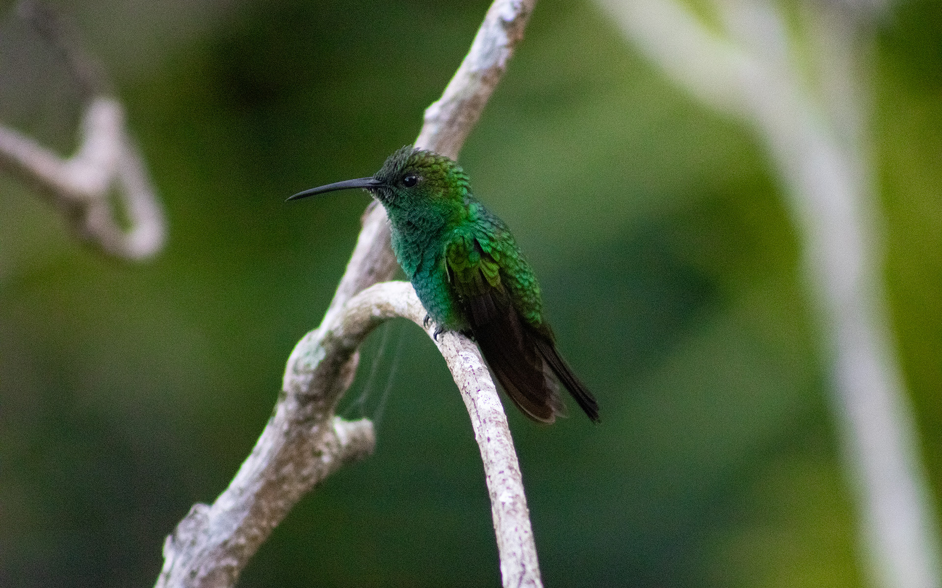 El Tour de los Cantos - Avistamientos de Aves