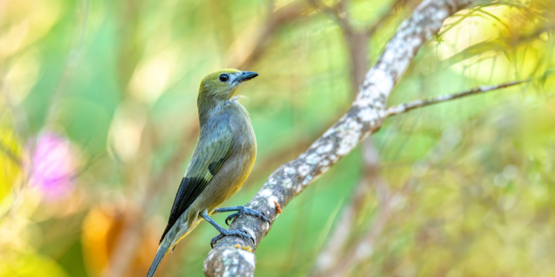 EL TOUR DE LOS CANTOS - AVISTAMIENTOS DE AVES