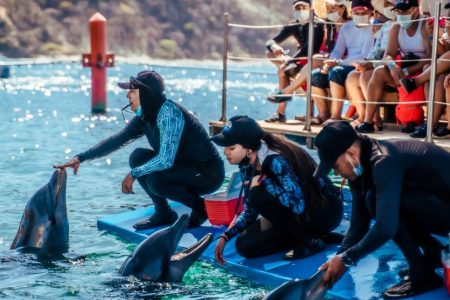 Entrenadores-show-de-delfines-santa-marta-870x555