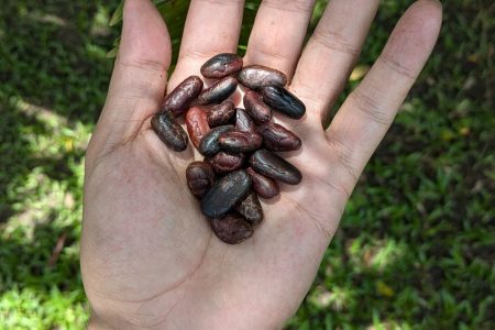 Taller de cafe y cacao 5