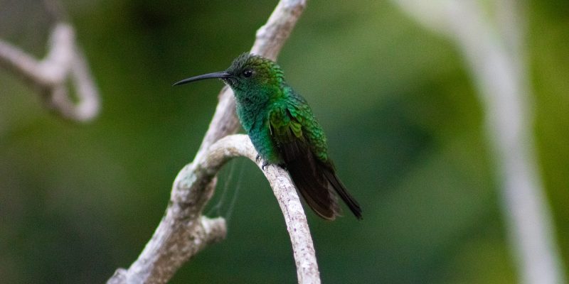 Tour-de-los-cantos (1)