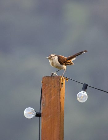 Tour-de-los-cantos (2)