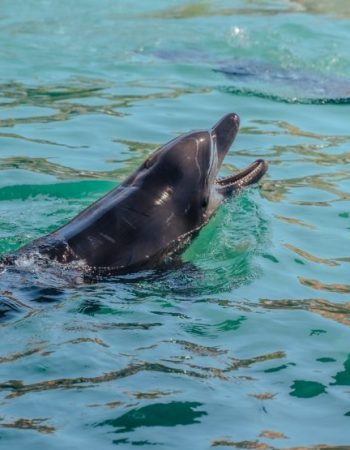 delfines-santa-marta-870x555