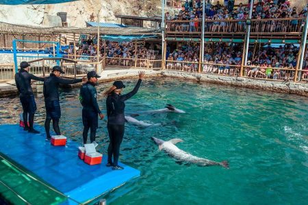 show delfines